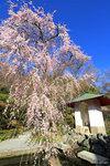 天龍寺の春