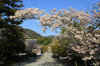 天龍寺の春