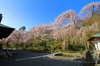 天龍寺の春